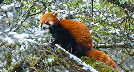 The Red Panda in the Labahe NR