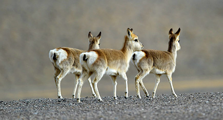 Tibetan Gazelle 