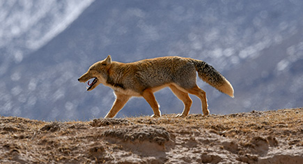 Encounter a Hunting Tibetan Fox