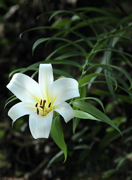 Lilium brownii