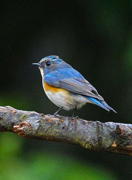 Red-flanked/Orange-flanked Bluetail