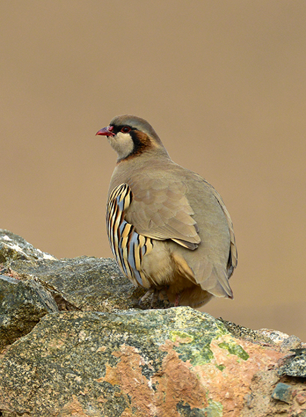 Rusty-necklaced Partridge