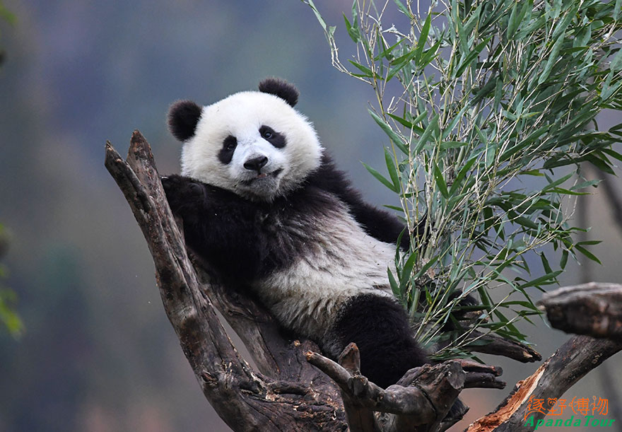 大熊猫-英文名-Giant-Panda-学名-Ailuropoda-melanoleuca-(5).jpg