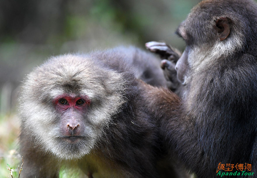 藏酋猴-英文名-Tibetan-Macaque-学名-Macaca-thibetana-(3).jpg