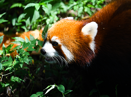 3 Days Bilingual Plants and Wildlife Exploration Camp in Labahe NR